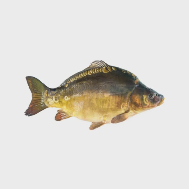 Atvėsintas paprastasis karpis KINTAI, 1 kg