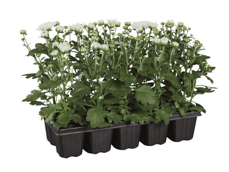 Chryzantémy „Garden Mum“