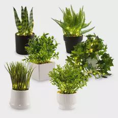 LED-Pflanzen