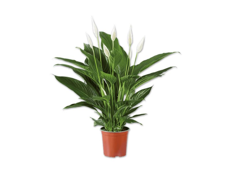 Spathiphyllum