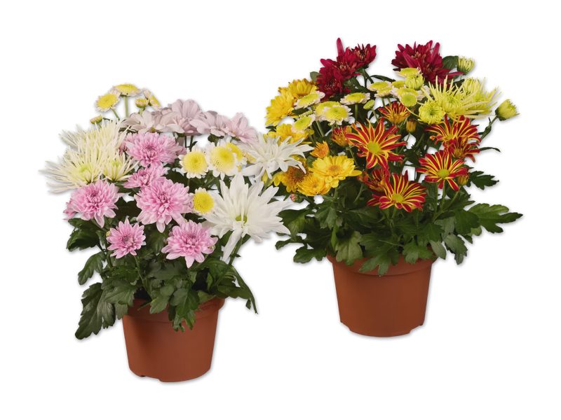 Chrysanthemen Bouquet