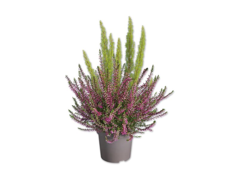 Erica-Calluna Duo