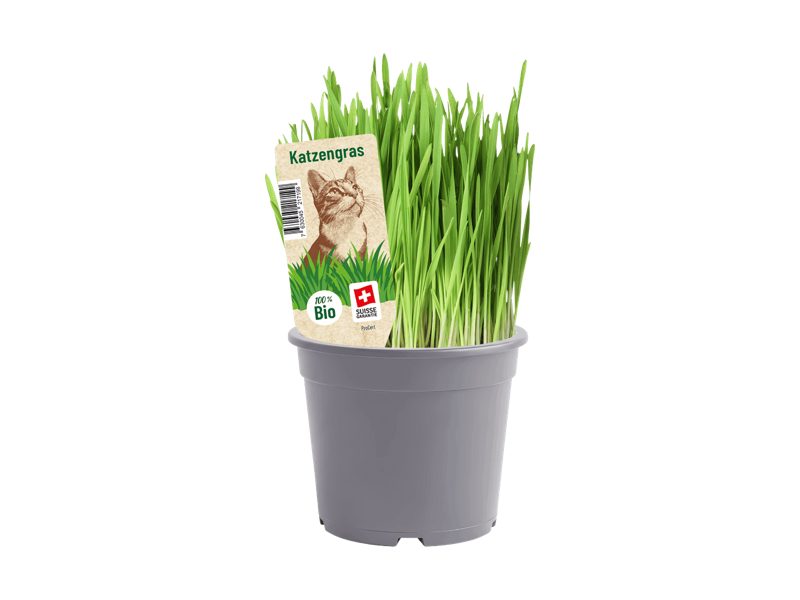 Bio Katzengras