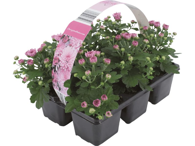 Krysantemum 6-pack