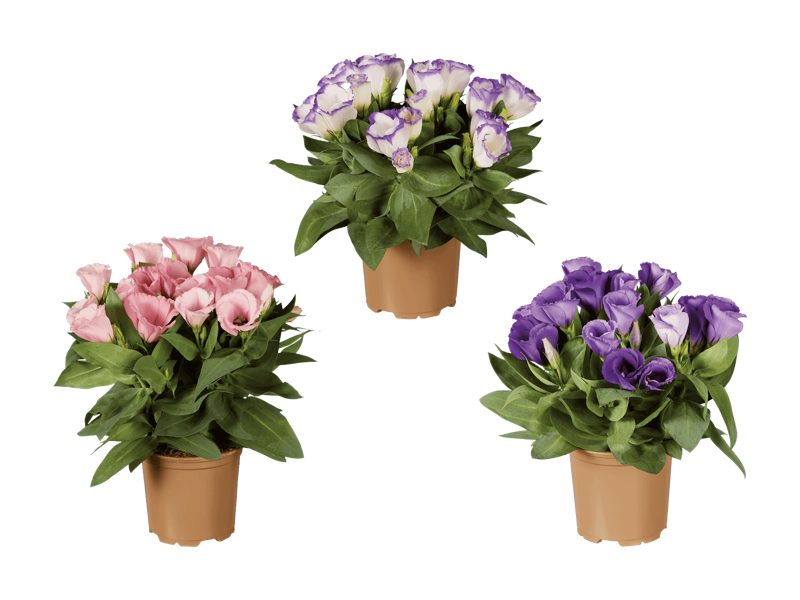 Eustoma