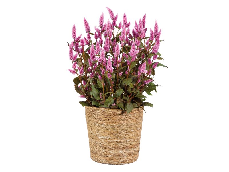 Celosie Wild Pink v koši