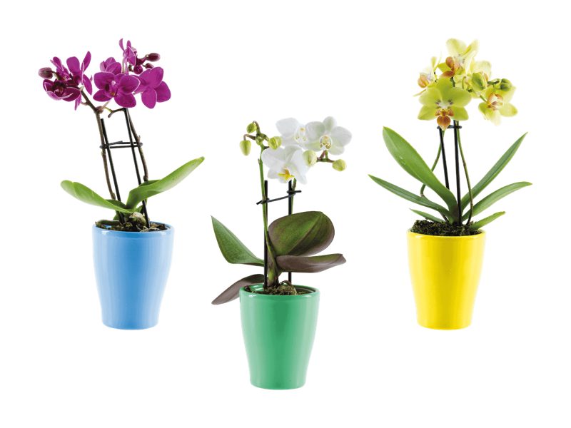 Mini-Phalaenopsis in Keramik