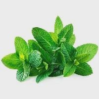 Δυόσμος Ελληνικός 50gr Ματσάκι