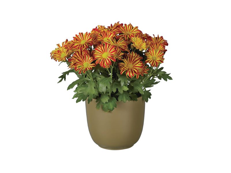 Chryzantéma Elle Fleure