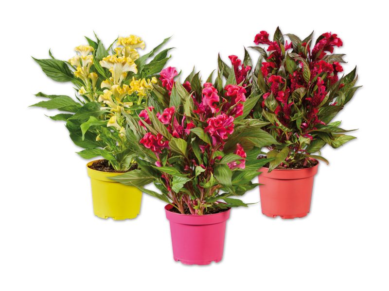 Celosia Twisted