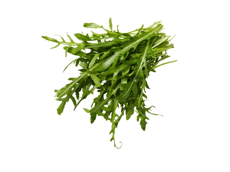 Rukola