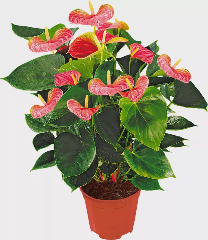 Anthurium andreanum