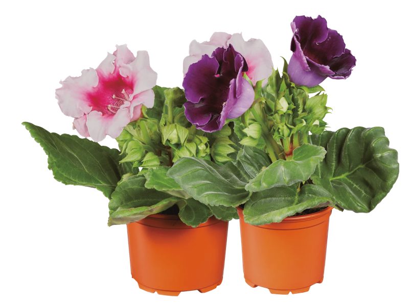 Gloxinia
