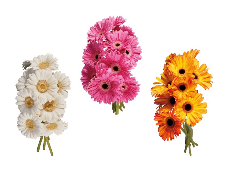 Gerbera