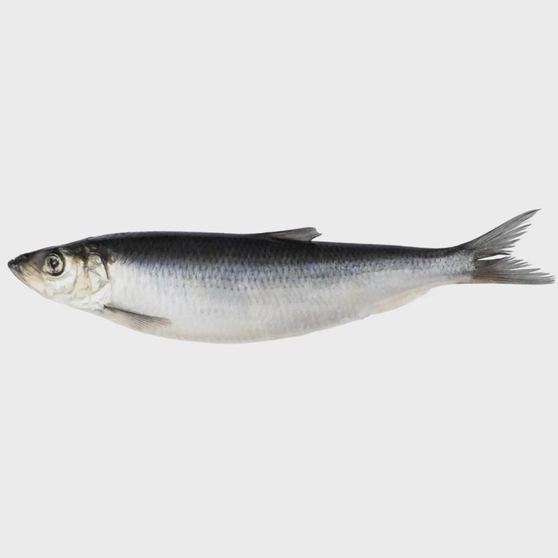 Sūdyta atlantinė silkė su galva, 1 kg