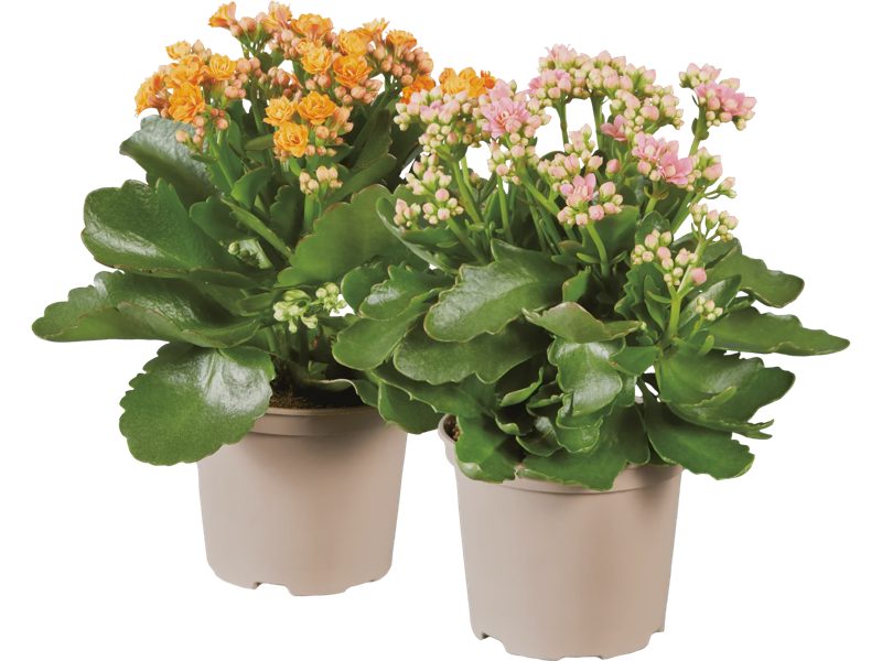 Kalanchoe