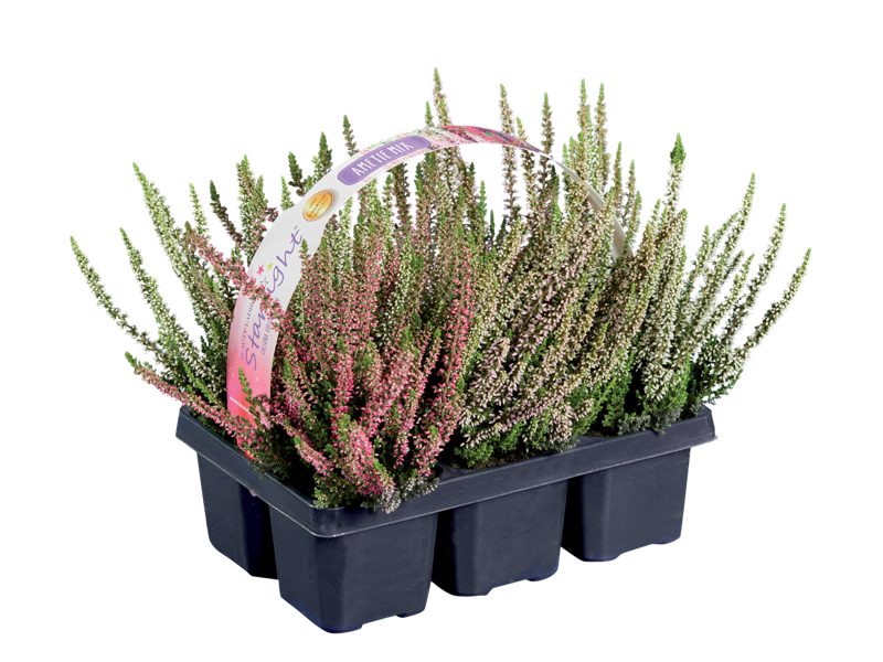 Vřes Calluna trio