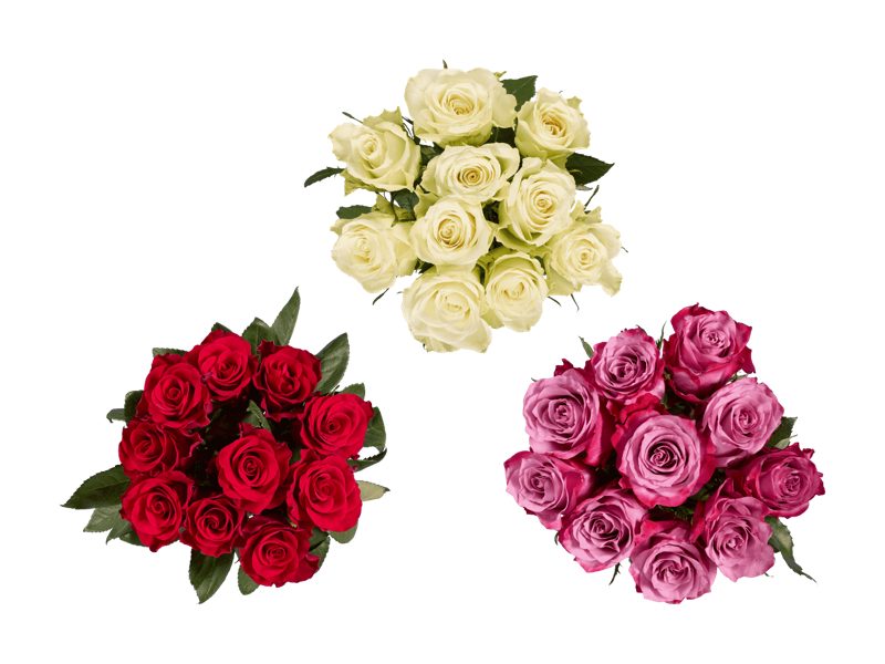 Premium Rosen