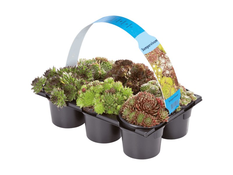 Sempervivum 6er Tray